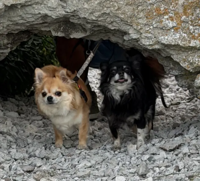 Bullen och Kira